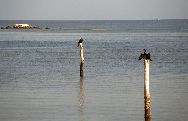 111_Fregatvogel en Aalscholver langs de kust.jpg